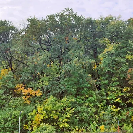 Appartement Aze - Forest Whisper